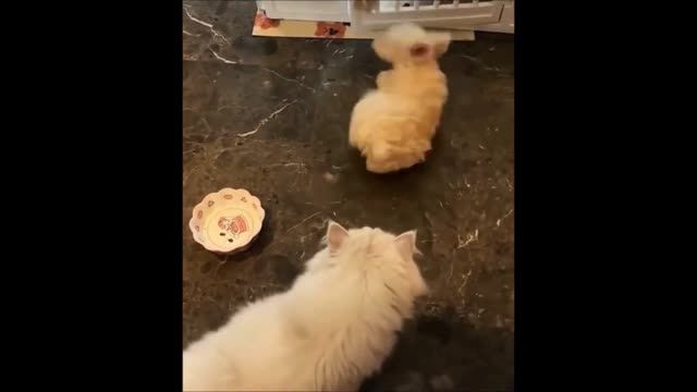 Эпические битвы кошек и собак 😹🐶 Cat vs. Dog Battles