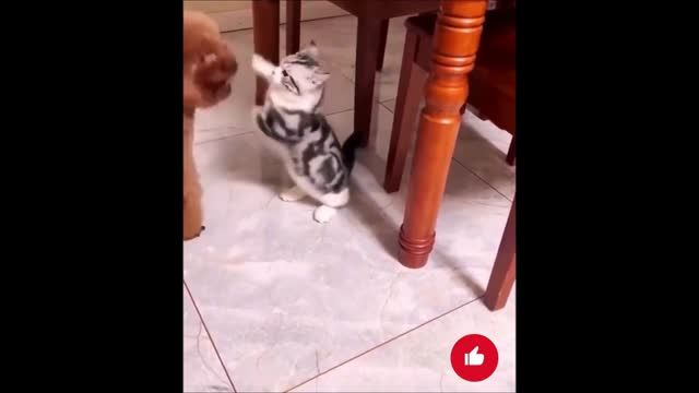 Эпические битвы кошек и собак 😹🐶 Cat vs. Dog Battles 2