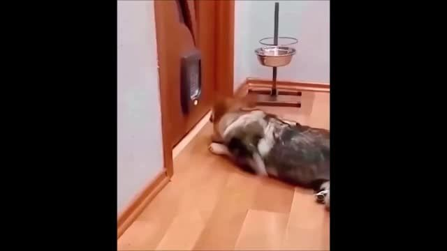 Эпические битвы кошек и собак 😹🐶 Cat vs. Dog Battles 4